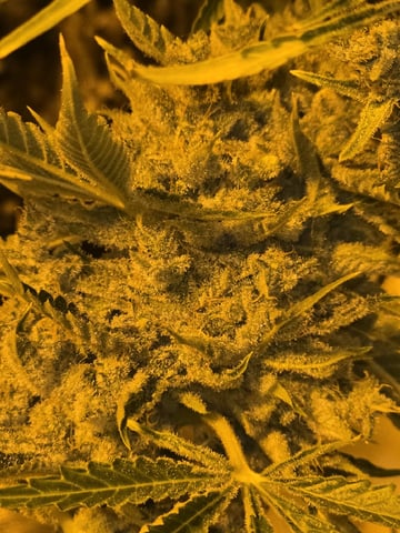 3rd Auto Grow — flower, day 110