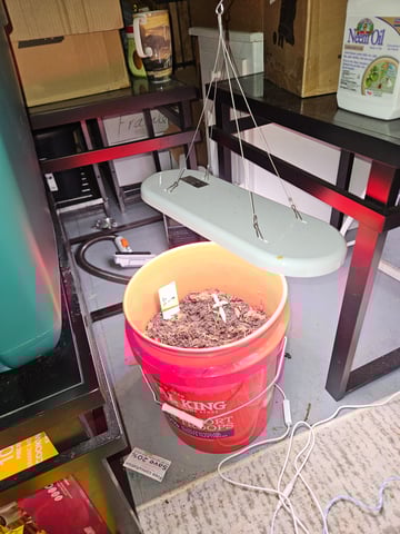 1st plant. Strain: Green Gelato AutoFlower — seedling_rooting, day 14