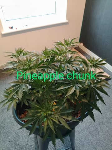 mr — vegetative, day 54