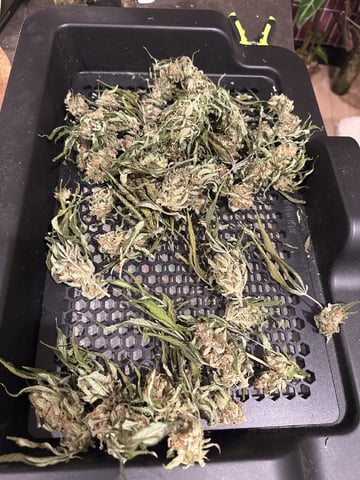 Autos: Banana Purple Punch (1)  & Guava Fig (2) — harvest, day 111