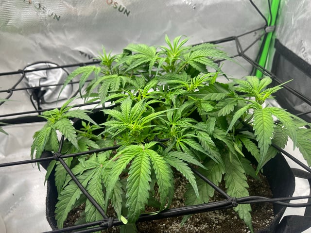 Autoskunk and OG Kush — flower, day 38