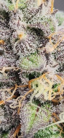 First clones (Dr nefario)  — flower, day 77