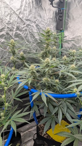 Mixed Grow — grow_setup, day 53