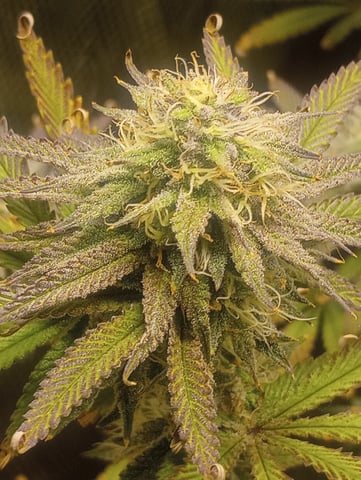 cheddar cheese  — flower, day 95