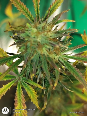 Grow Budz — vegetative, day 37