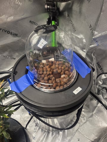 Northern Lights / Banana Kush — seedling_rooting, day 13