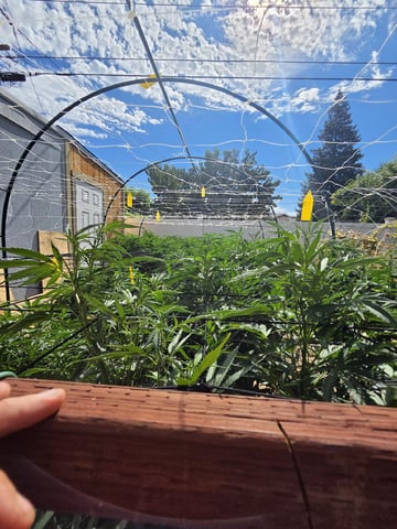 Sour Headies/OGBX1 — vegetative, day 90