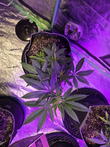 DjGizmo263 — vegetative, day 1