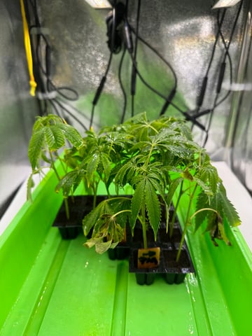 Permanent Marker, Gary Payton Cuttings/Clones  — seedling_rooting, day 7