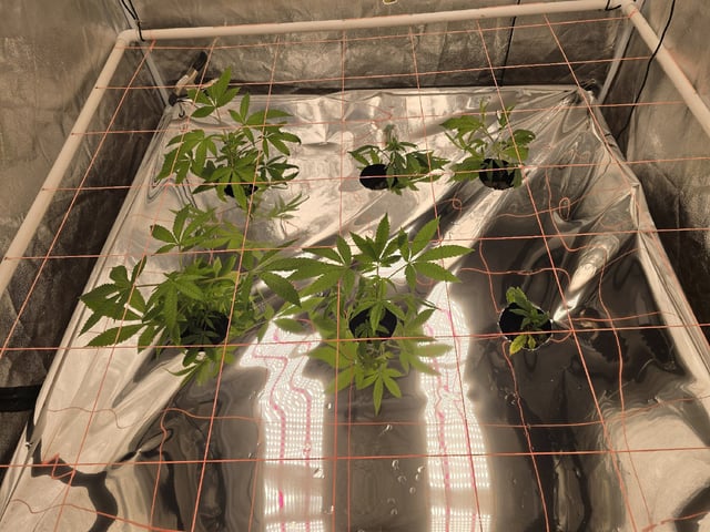 Oceanz 16 — vegetative, day 77