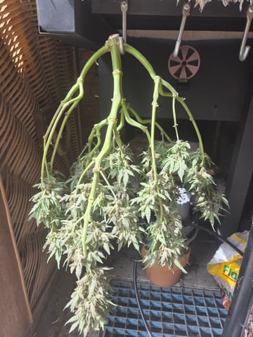 Special Queen 1 Fem+ Watermelon Auto — flower, day 83