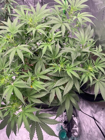 tropicana cookie purple  — flower, day 42