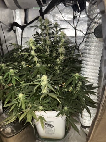 Key Lime Pie
