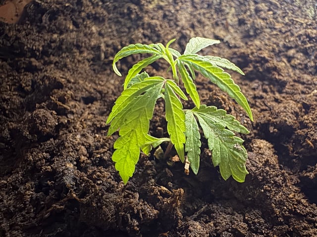 303 002 — grow_setup, day 1