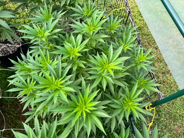 Hindu Kush — flower, day 1