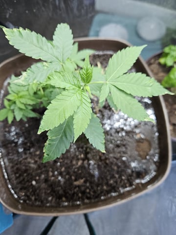 Blue Jamacian (Jess) — vegetative, day 138