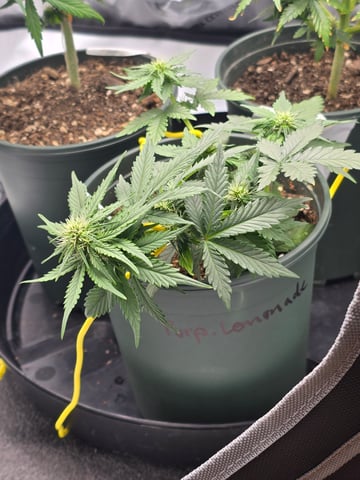 Fast Buds - Purp Lemonade — flower, day 34