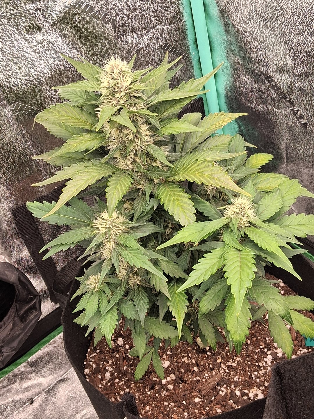 Lemon Cherry Cookies, Purple Haze and Strawberry Gorilla Grows