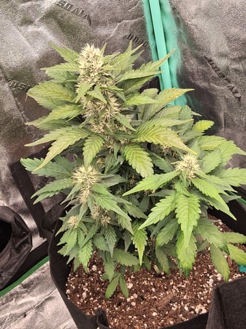 Lemon Cherry Cookies, Purple Haze and Strawberry Gorilla Grows — grow_setup, day 1