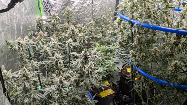 Mixed Grow — flower, day 75