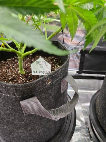 Dirty Bird - Thousand Island Fem & Platinum Kush Breath Remix x Grape Cakehead Fem Photo  — flower, day 64