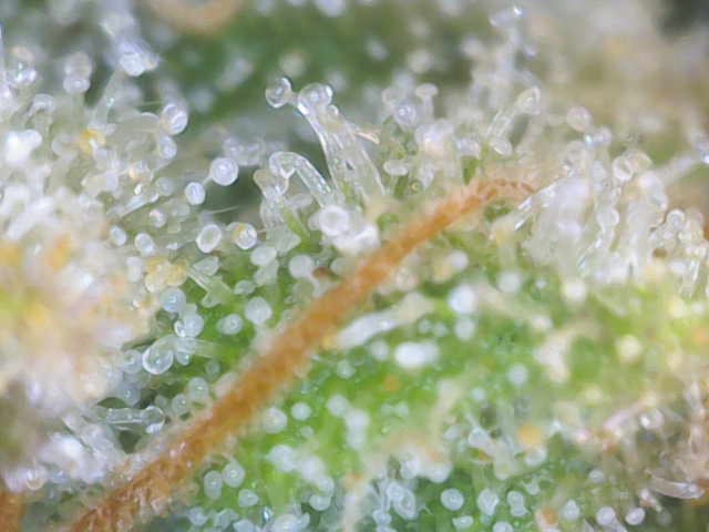 Experiment Time — harvest, day 83