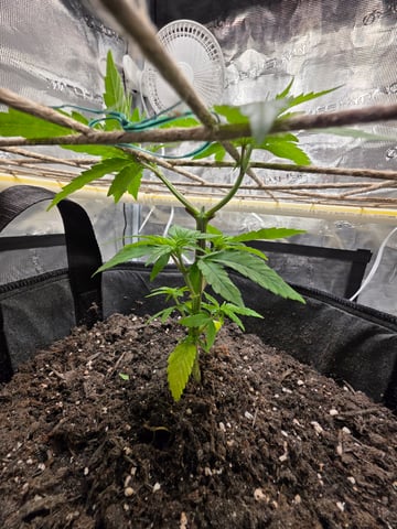 First try — vegetative, day 45