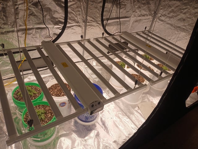 Cornucopia of Cannabis — grow_setup, day 1