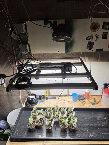 2nd Grow Sesh — vegetative, day 13