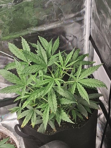 my new girls — vegetative, day 1