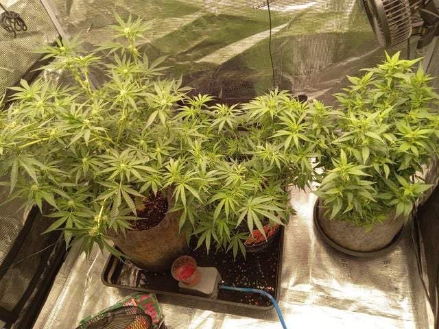 Blueberry critical kush x purple peyote wifi  and one L.a kush cake . — flower, day 46