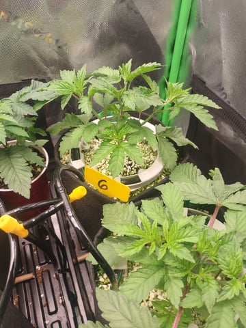Mainely Genetics Micro Pheno Hunt — vegetative, day 21