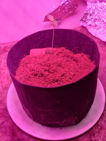 zkittles  — grow_setup, day 1