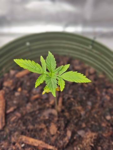 3 bears auto flower  — seedling_rooting, day 5