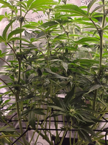 Northern lights #10 (Alaska) — flower, day 52