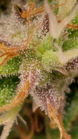 Two mystery buds — flower, day 130