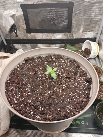 4th grow  — vegetative, day 138