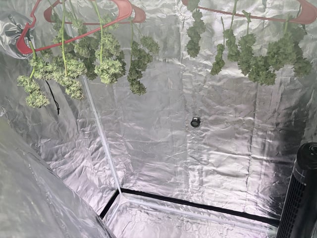 CANDYLAND — harvest, day 158