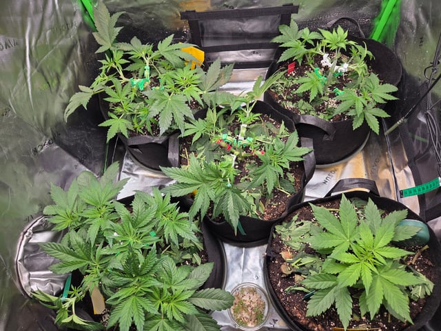 Special Queen 1 Fem+ Watermelon Auto — vegetative, day 30