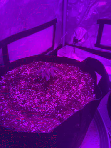 First Auto — vegetative, day 19