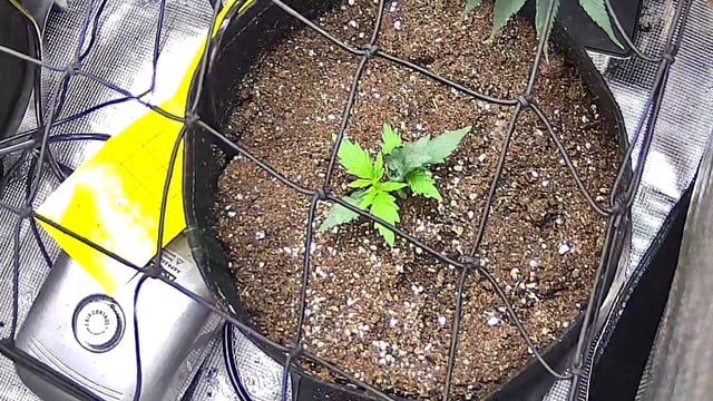 Vanna's Vanilla — vegetative, day 20