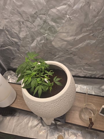 Funk Mtn (Mother) — vegetative, day 23