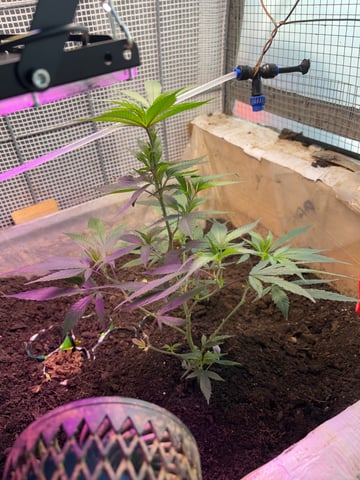 Maria — seedling_rooting, day 1