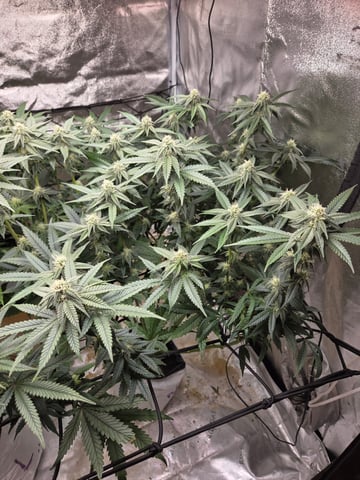 Lhotse 1 and 2 — flower, day 23