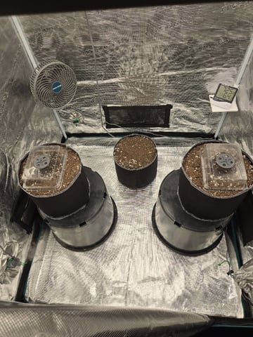 StrawZ (autoflower) — seedling_rooting, day 1