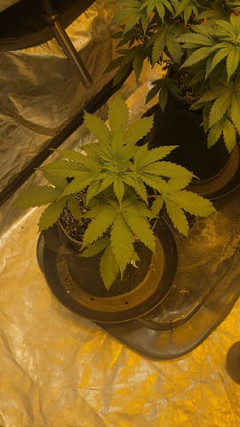 Grow #2 Thank You to All that helped guide me, offered advice, gave insight, or complimented progress. Now to apply some of what I learned the first go-round.  — flower, day 45