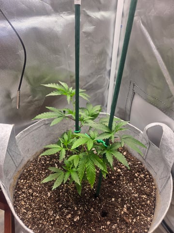 Looking for advice! — vegetative, day 20