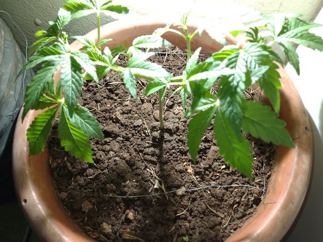 My 1st grow 2 big pots 9 small containers — vegetative, day 26