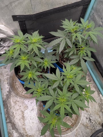 Autos — vegetative, day 19