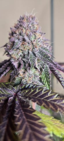 Looking for advice! — flower, day 95